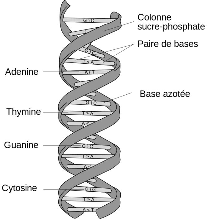 Représentation de la double-hélice d'ADN.