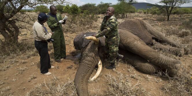 Selon la Société de protection des éléphants de Tanzanie, une trentaine de pachydermes sont tués chaque jour dans le pays par des braconniers. 