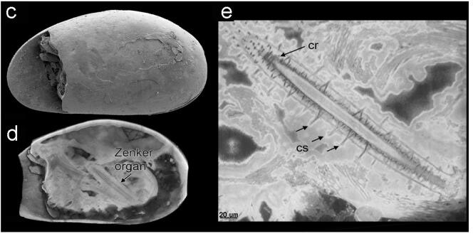 Les spermatozoïdes fossilisés les plus anciens jamais découverts sont plus grands que les crustacés qui les produisaient.