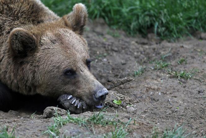 Trois ours, d’origine slovène, avaient été lâchés non loin de la frontière avec l’Espagne en 1996-97. Puis cinq autres en 2006.