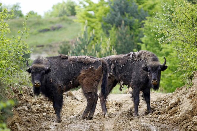 Des bison d'Europe, le 17 mai à Armenis, dans le sud-ouest de la Roumanie.