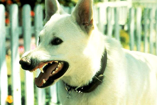 Le chien blanc dans le film américain de Samuel Fuller, 