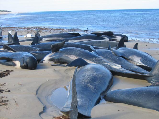 Des carcasses de baleines-pilotes retrouvées sur une plage de Tasmanie en 2004.