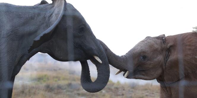 Deux éléphants africains, le 10 juin 2014, dans un parc de Zambie. 