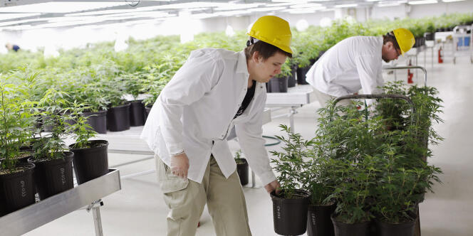Des pieds de marijuana sont apportés vers une « salle de croissance », le 20 février, au sein de l’entreprise Tweed Marijuana, à Smith Falls, en Ontario. 