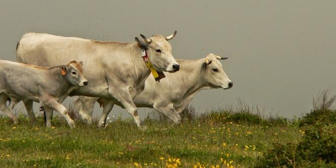 Vaches équipées d'un système de géolocalisation par GPS, au Prat d'Albis, au dessus de Foix (Ariège)