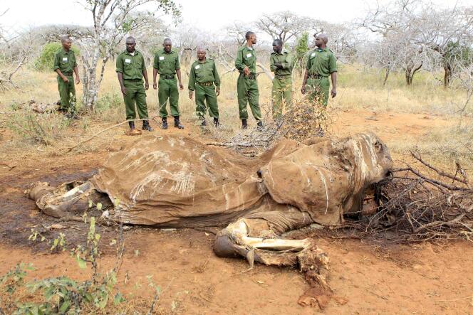 Une carcasse d'éléphant dans la réserve naturelle de Tsavo, au Kenya, le 19 juin.