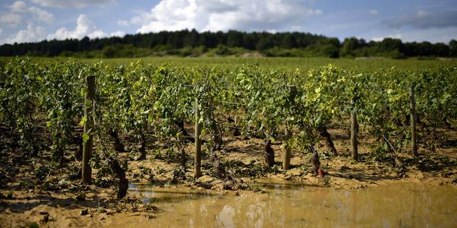 Les vignobles de la côte de Beaune (ici près de Pommard) ont été touchés par des orages de grêle pour la troisième année consécutive.