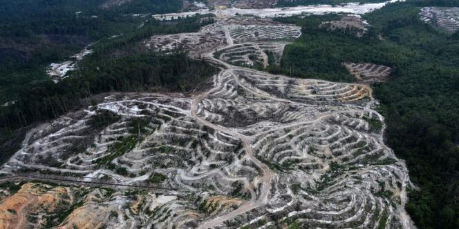 Une colline de l'île de Bornéo, en Indonésie, dont tous les arbres ont été abattus pour y installer des plantations d'huile de palme.