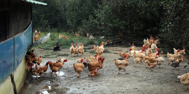 Des poulets biologiques à Le Houga (Gers), dans le sud-ouest de la France. 