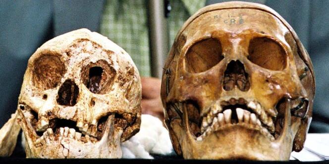 L'Homo floresiensis (crâne de gauche, à côté d'un crâne d'un homme moderne) est au cœur d'une vive controverse depuis la découverte des fossiles en 2003.