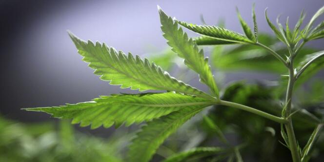 Le projet de réglementation soumis à référendum dans la capitale américaine prévoit l'autorisation pour les plus de 21 ans de posséder un peu plus de 50 grammes de cannabis.