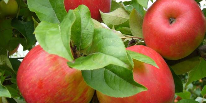La production française de pommes est l'un des secteurs les plus inquiétés par l'embargo russe. 