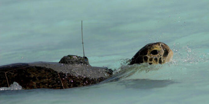 Une tortue verte dans l'océan Indien équipée d'une balise Argos.