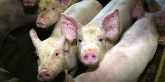 Les éleveurs de porcs bretons demandent l'aide de l'Union européenne.