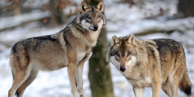Le ministère de l'écologie a autorisé cette année l'abattage de 24 des 300 loups vivant en France.
