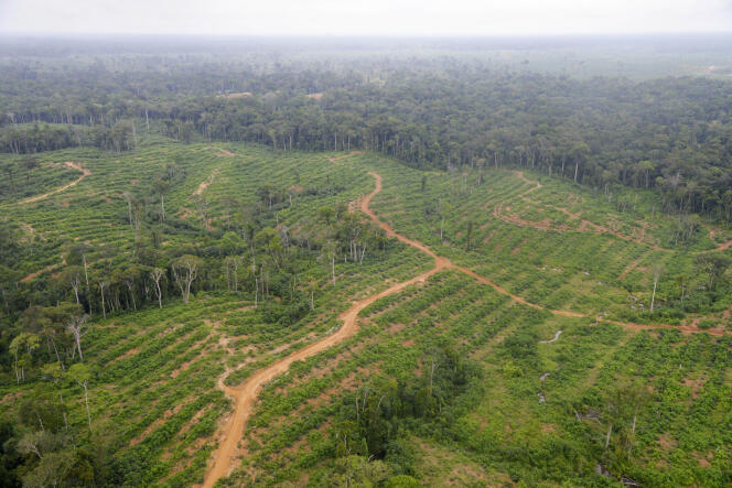 Champs d'huile de palme au Gabon, en mai 2014.