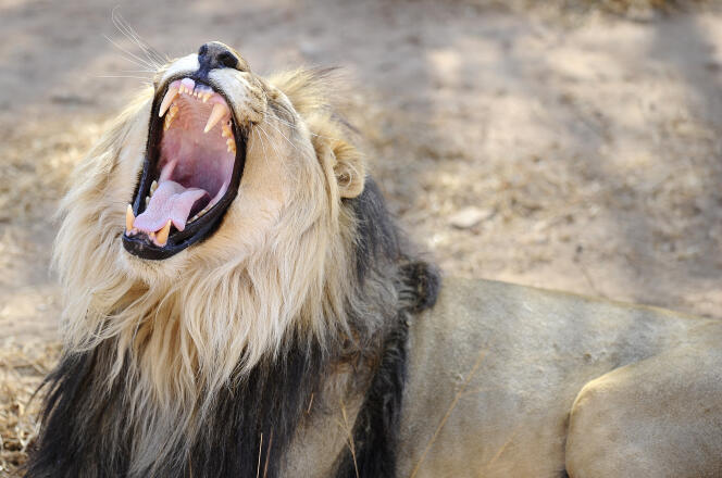 Un lion en Afrique du Sud en 2012.