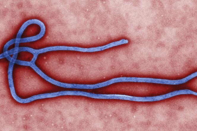 Le virus Ebola.