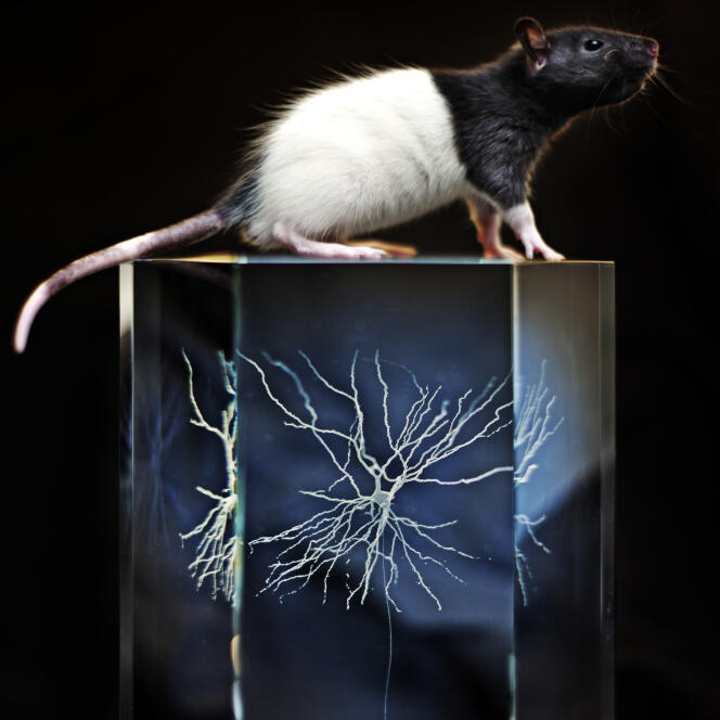 Parmi les recherches du couple Moser, un neurone de rat isolé dans une pierre angulaire.