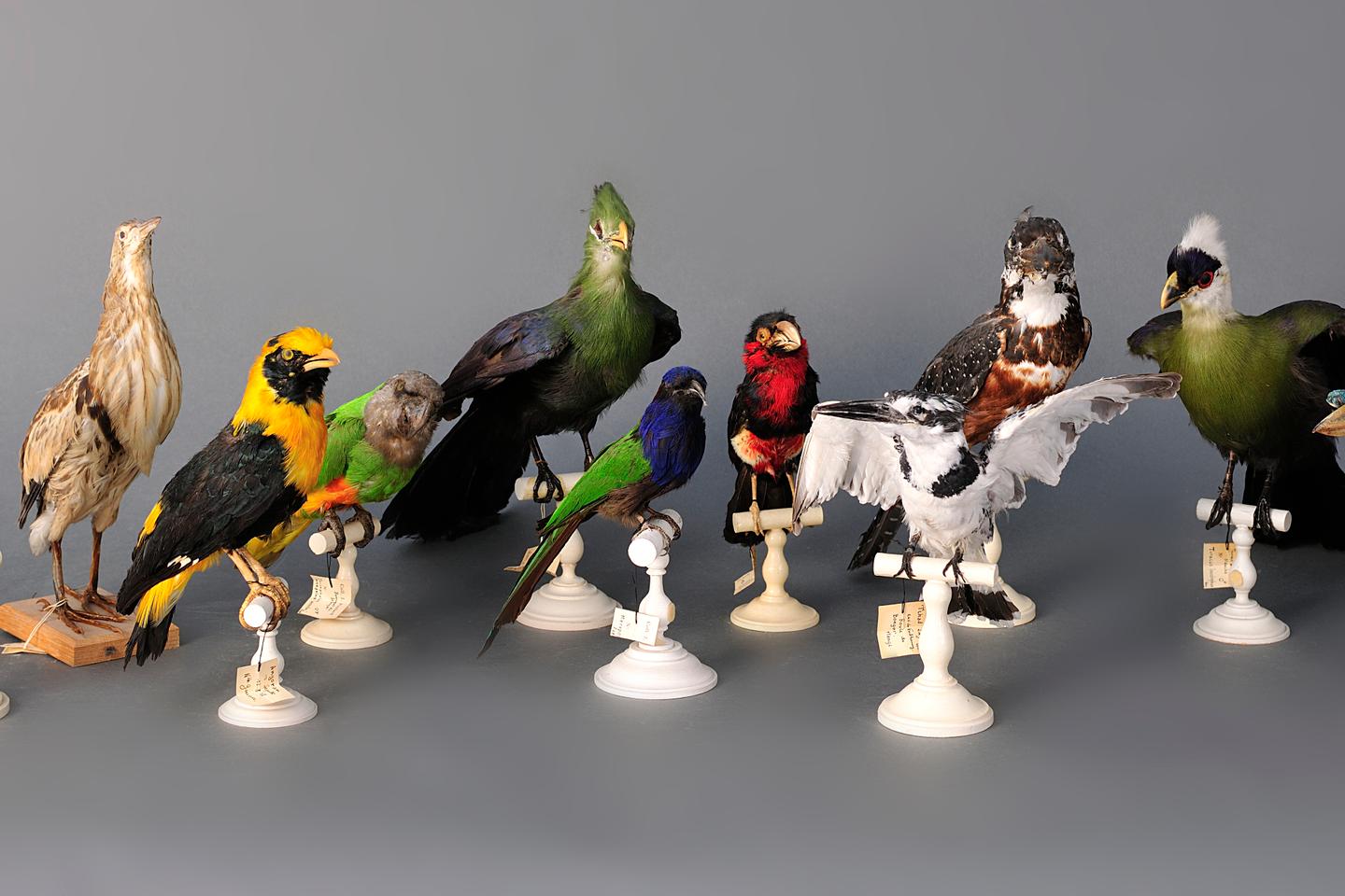 Ancienne Taxidermie De Poulet - Oiseau Naturalisé Monté Debout - Pièce Rare Et Bizarre