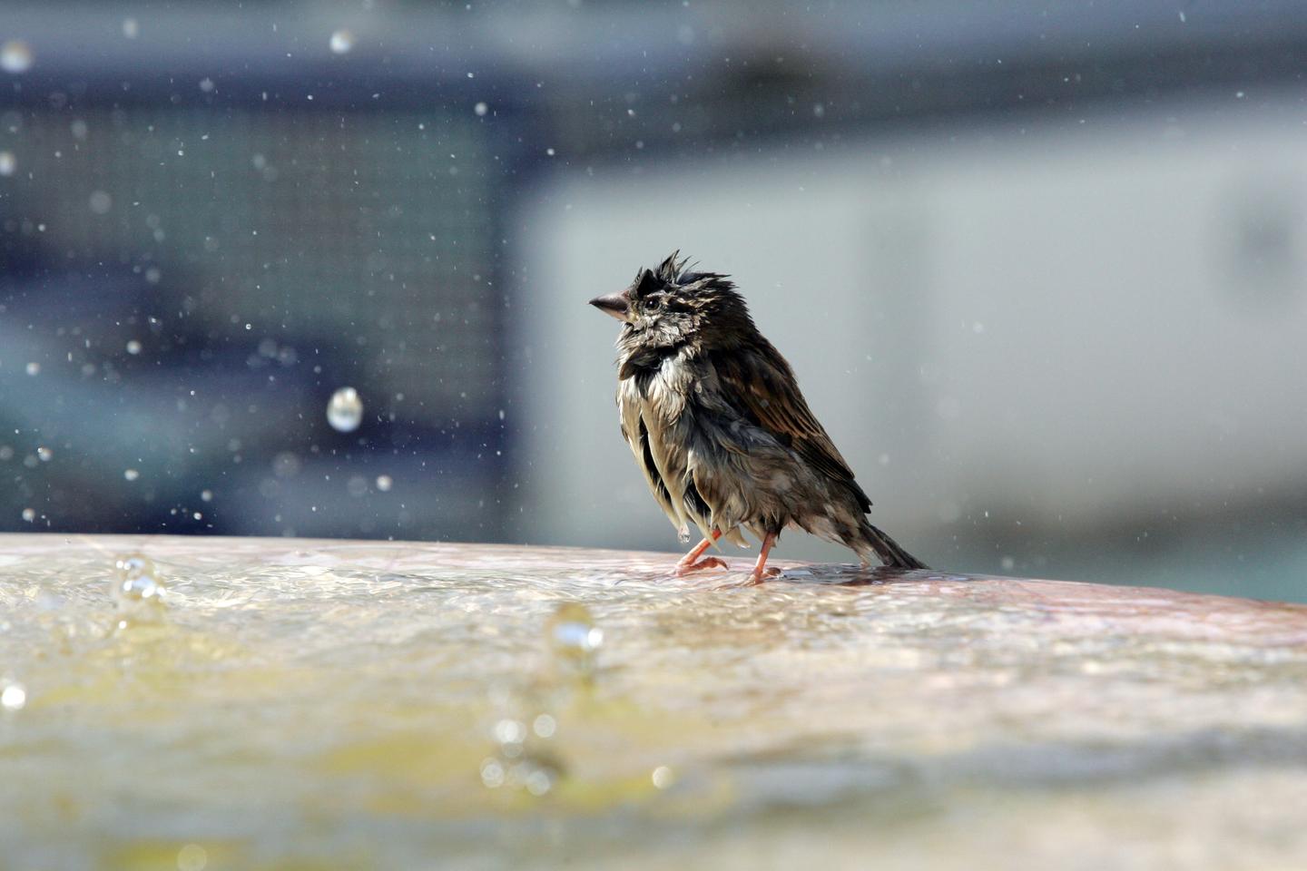 L'Europe a perdu plus de 400 millions d'oiseaux d'espèces communes en 30 ans