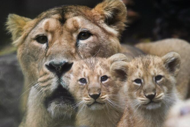 Chez les lions, les petits sont éliminés quand une nouvelle fratrie prend le pouvoir
