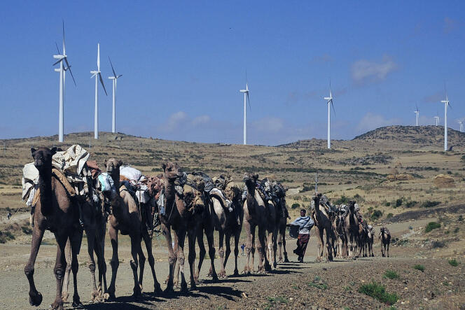 TO GO WITH AFP STORY BY JENNY VAUGHAN
Camels walk along the road near turbines at Ashegoda wind farm in Ethiopia's northern Tigray region, on November 28, 2013. The farm, built by France's Vergent Group for 230 million euro ($313 million), is the largest in Sub-Saharan Africa with a capacity of 120 megawatts. With its multi-billion dollar projects in wind, hydropower, solar and geothermal, Ethiopia is pioneering green energy projects on the continent. The Horn of Africa nation aims to supply power to its 91 million people – nearly half currently have no access -- boost its economy by exporting power and become carbon-neutral by 2025. AFP PHOTO/JENNY VAUGHAN