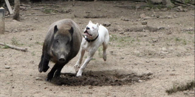 Un dogue argentin poursuit un sanglier dans un enclos.