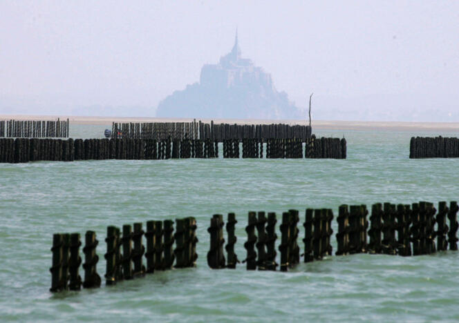 Près du Mont-Saint-Michel, les élevages de moules sont accusés de polluer le littoral.