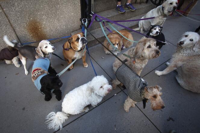 Un groupe de chiens attend d'être promené, le 4 décembre, à New York.