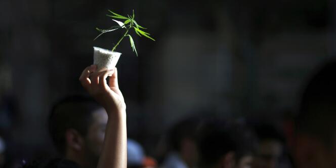 Un plant de cannabis exhibé lors d'une marche pour la légalisation à Buenos Aires, en décembre 2014.