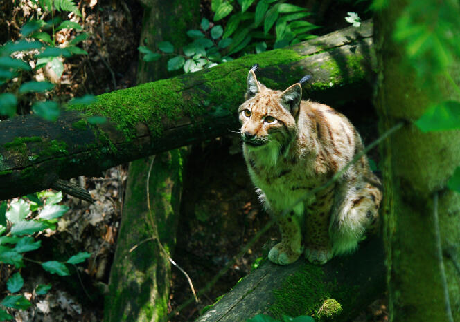 Le lynx eurasien, ou boréal, est surtout présent en Scandinavie et dans les Carpates.