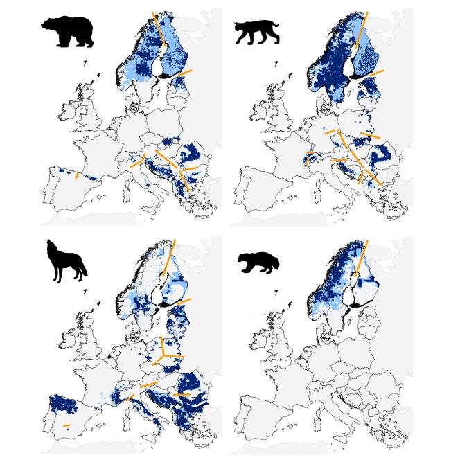 Distribution des grands carnivores en Europe en 2011 : ours brun (en haut à gauche), lynx eurasien (en haut à droite), loup gris (en bas à gauche) et glouton (en bas à droite). Les zones en bleu foncé sont les aires de présence permanente, celles en bleu clair les aires de présence occasionnelle. Les lignes orangées marquent les limites entre les différentes populations