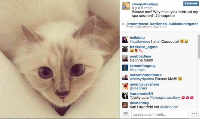 Une photo de Choupette, la chatte de Karl Lagerfeld, postée sur son compte Instagram dédié 
