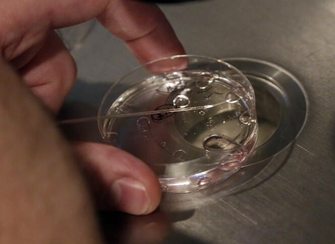 Un embryon non-viable, dans un laboratoire de New York, en 2013.