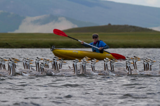 Pour observer et capturer les oies, les ornithologues se déplacent en kayak