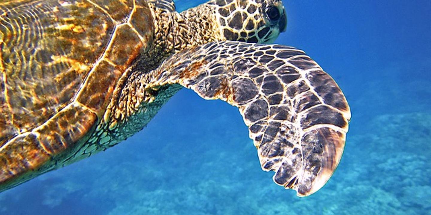 des tortues marines a guidage magnetique