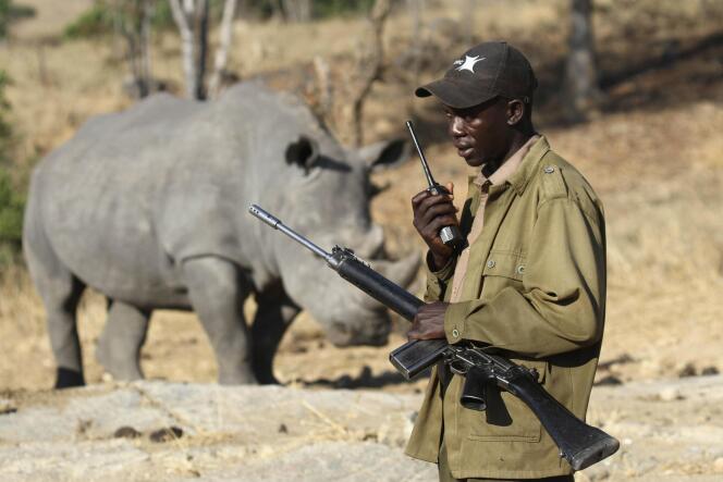 « Dans certains pays, nous avons observé une hausse du braconnage… Ailleurs, l’inverse s’est produit en raison des restrictions de déplacements. Il y a eu, par exemple, moins de braconnages de rhinocéros en Afrique du Sud l’an dernier », précise Kathy MacKinnon, présidente de la commission mondiale de l’UICN sur les aires protégées.
