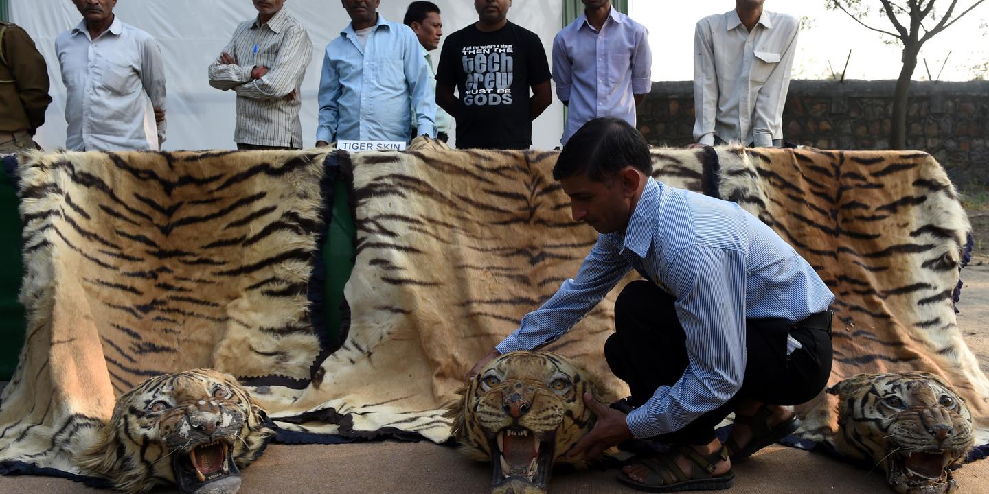 sur la piste des mafias du crime ecologique