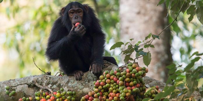 chimpanze un cousin sous pression