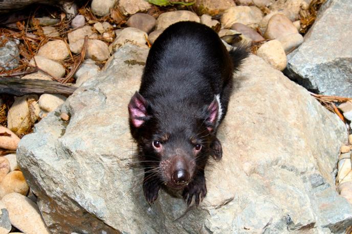 Le Diable De Tasmanie Sauve De L Extinction