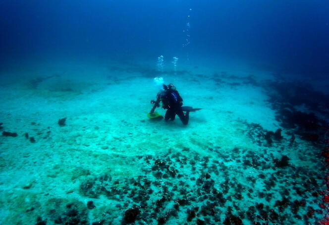 Un plongeur examine une portion de la Grande Barrière heurtée par un navire chinois, en avril 2010.