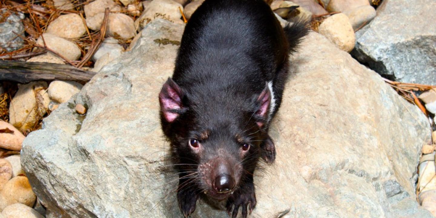 Le Diable De Tasmanie Sauve De L Extinction