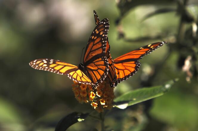 L’utilisation par les particuliers de pesticides – insecticides et herbicides – peut avoir des effets négatifs « à grande échelle » sur les papillons et les bourdons.