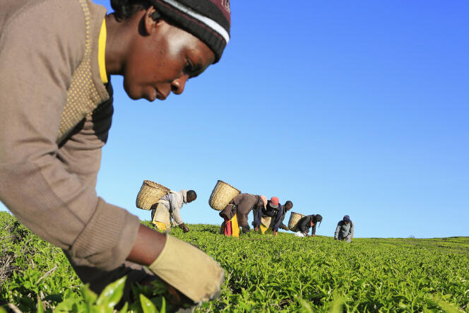 Une plantation de thé à Nandi Hills (Kenya) en novembre 2014.