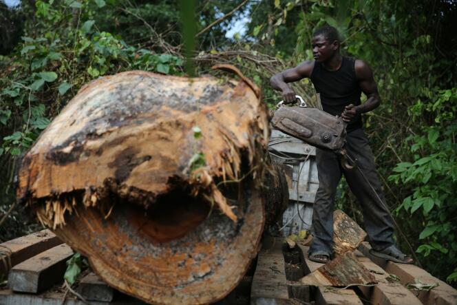 Exploitation forestière au Nigeria. Pierre A., homme d'affaires français, dit avoir fait fortune en achetant et revendant des forêts au Gabon et en Centrafrique.