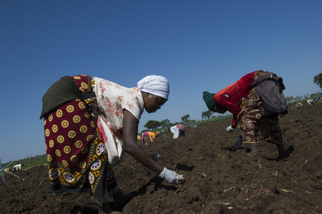 Des femmes sèment des graines de haricots verts dans les champs fraîchement labourés de la ferme Hippo, située à Thika, au nord de Nairobi.