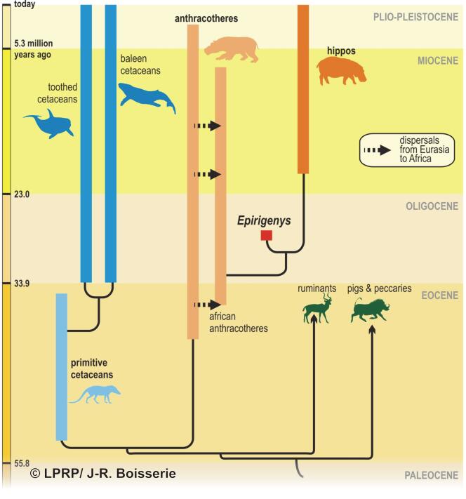 Arbre phylogénétique simplifié des hippopotames, anthracothères et cétacés, avec la nouvelle espèce, Epirigenys.