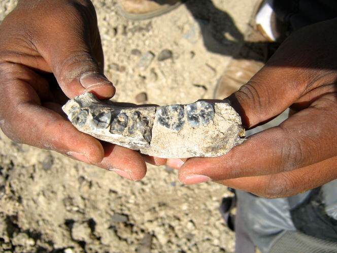 Vue de la mandibule à quelques pas de là où elle a été découverte le 29 juin 2013 par Chalachew Seyoum, un étudiant éthiopien de l'Arizona State University.